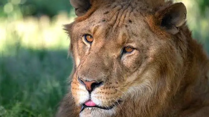 صورة صفقة test